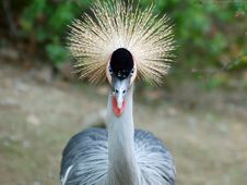Crowned Crane Stock Image Crowned Crane Stock Image