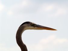 Close-up Of Blue Heron S Head Stock Image Close-up Of Blue Heron S Head Stock Image