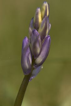 Bluebell Royalty Free Stock Photo