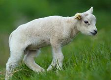 Cute Lamb Royalty Free Stock Photo