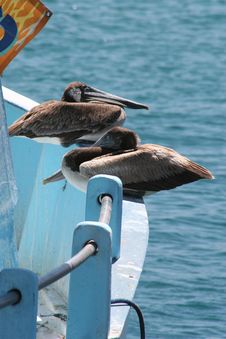 Birds On A Boat Royalty Free Stock Images