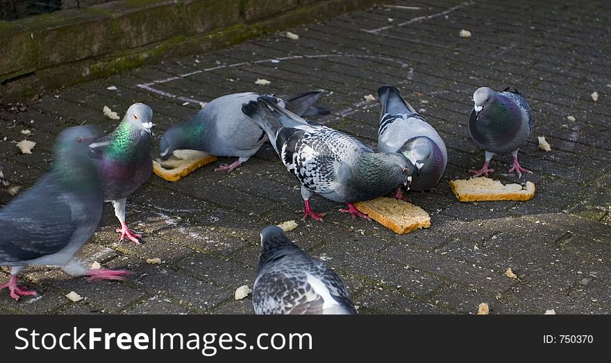 Pigeons in Amsterdam