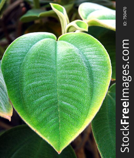Heart leaf