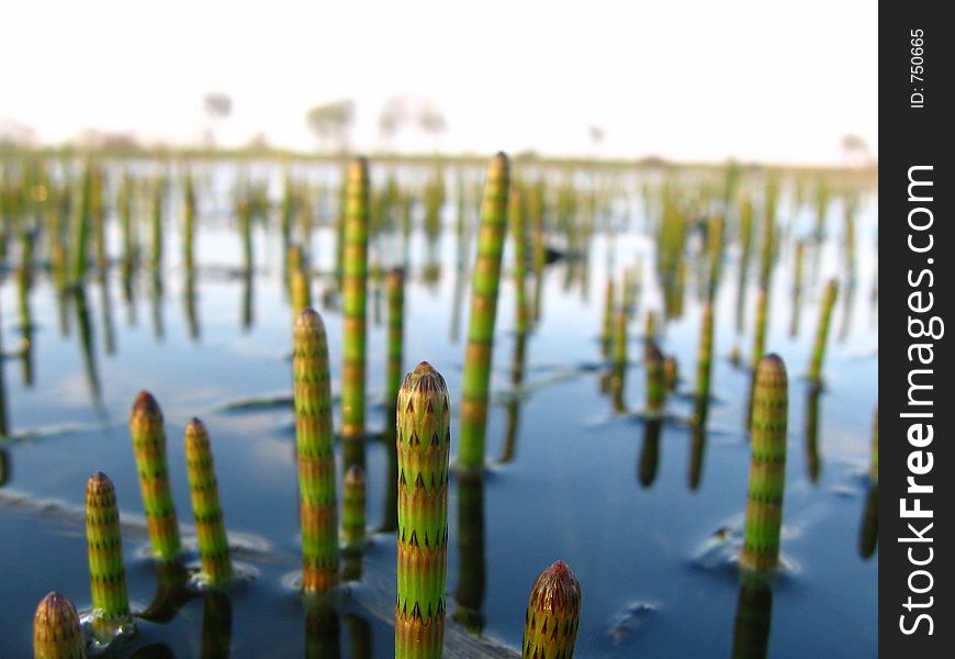 Water horsetail (Equisetum fluviatile) in early spring