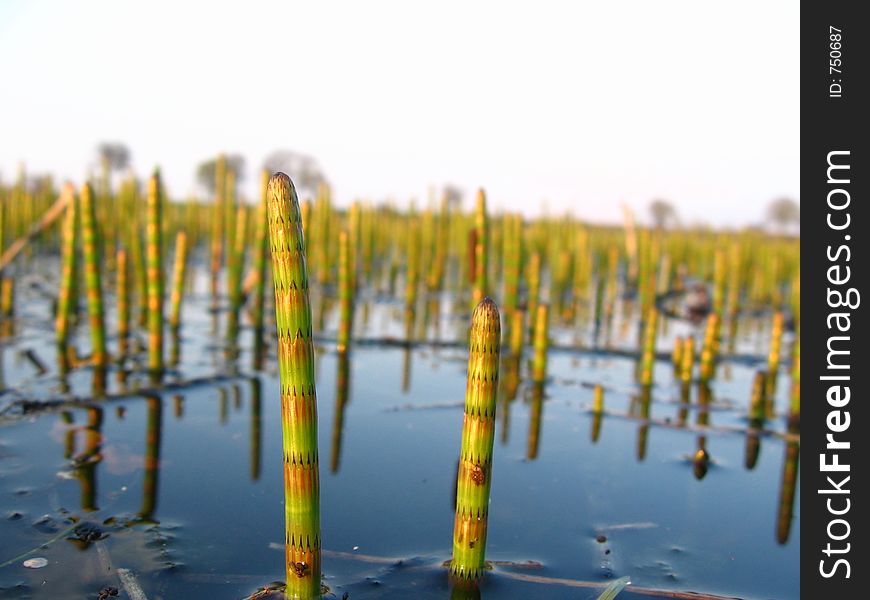 Water horsetail (Equisetum fluviatile) in early spring