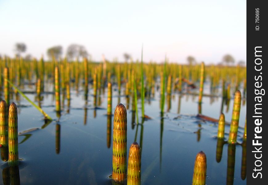 Water horsetail (Equisetum fluviatile) in early spring