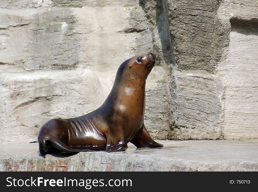 Seal basking on a rock. Seal basking on a rock