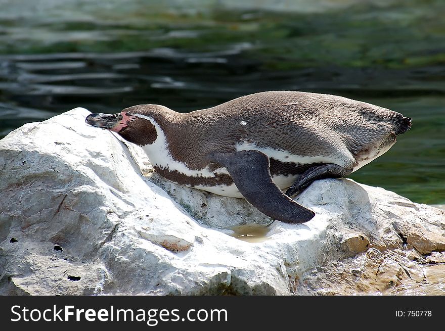 Humboldt Penguin basking on a rock