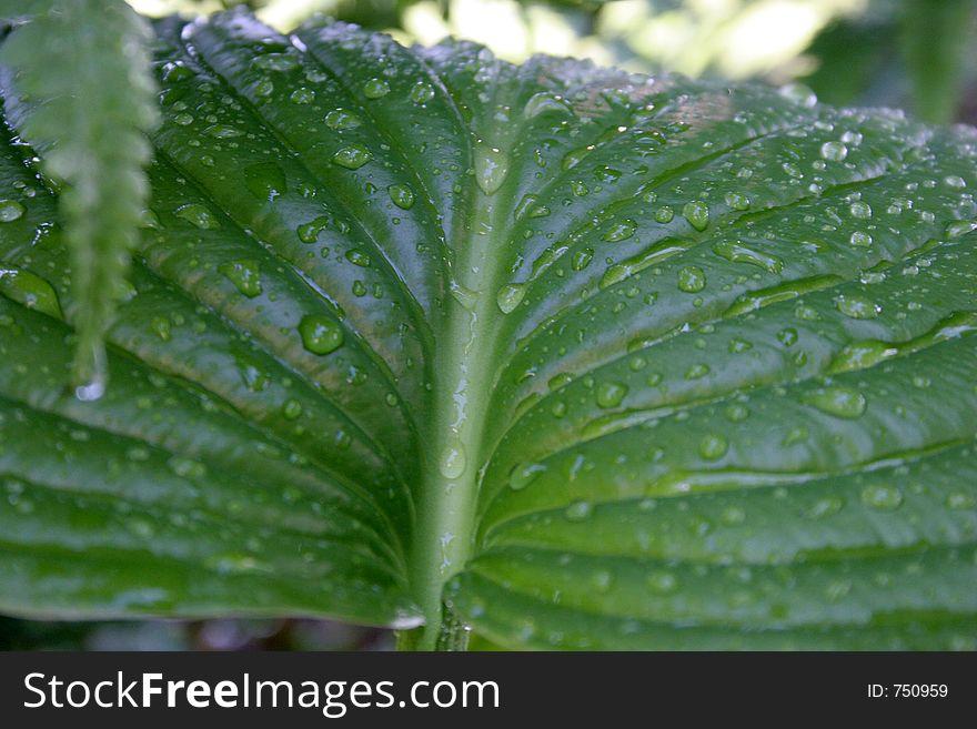 Hosta leaf after the rain