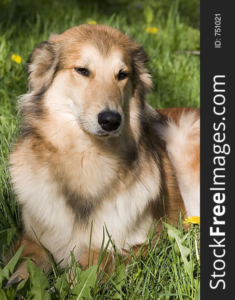 Daisy, the WonderCollie, relaxes at the end of the day in the cool spring grass. Daisy, the WonderCollie, relaxes at the end of the day in the cool spring grass