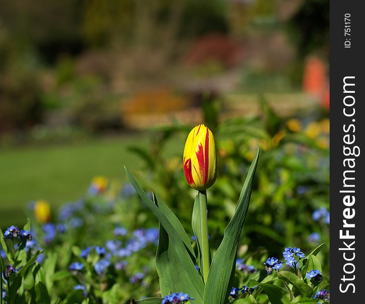 Parrot tulip ready to open. Parrot tulip ready to open