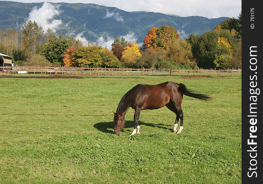 Horse grazing in pasture of local ranch. Horse grazing in pasture of local ranch