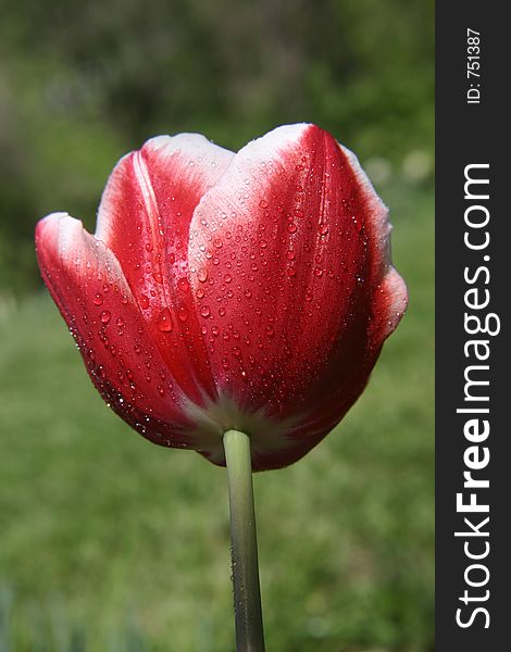 A photo of red tulip with droplets of dew