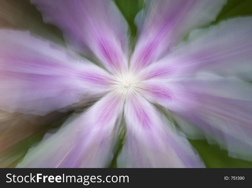 Clematis flower zoomed during double exposure. Clematis flower zoomed during double exposure