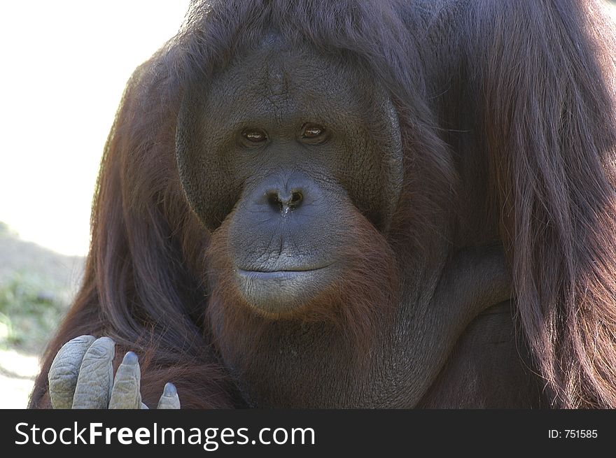 An orangutan with hungry, thinkig, human and great face. It has brown hair and a reflection in its eyes. An orangutan with hungry, thinkig, human and great face. It has brown hair and a reflection in its eyes