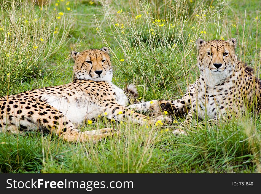 Two cheetahs lie in the grass. These two are brothers. Two cheetahs lie in the grass. These two are brothers.