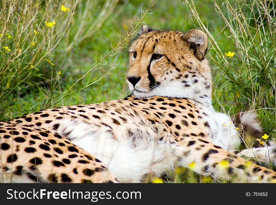 A male cheetah lies in the grass. A male cheetah lies in the grass.