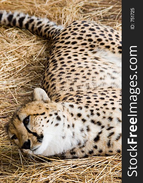 A male cheetah lies on the ground. A male cheetah lies on the ground.