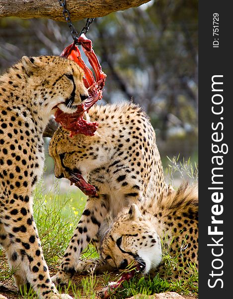 Three cheetahs devour a carcass. Three cheetahs devour a carcass.