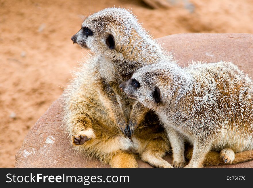 Two meerkats look to see what the problem is. Two meerkats look to see what the problem is.