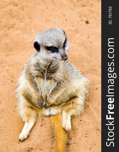 Sitting Meerkat