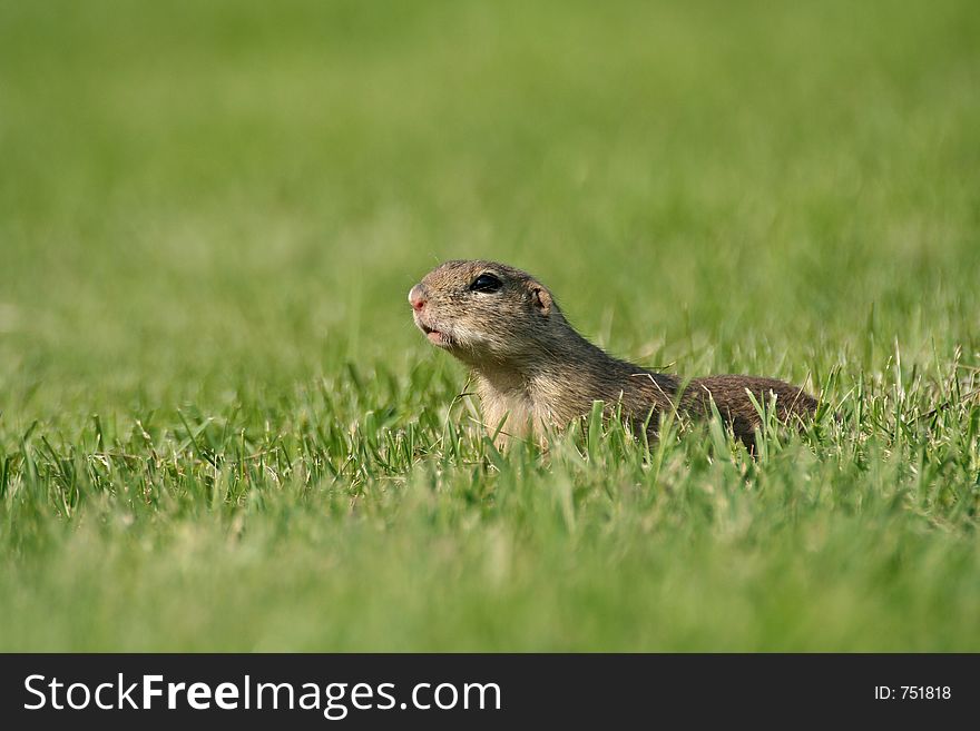 Souslik (Spermophilus citellus) on the field