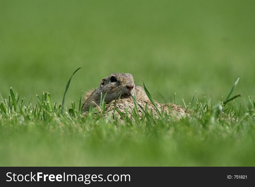 Souslik (Spermophilus citellus) on the hole