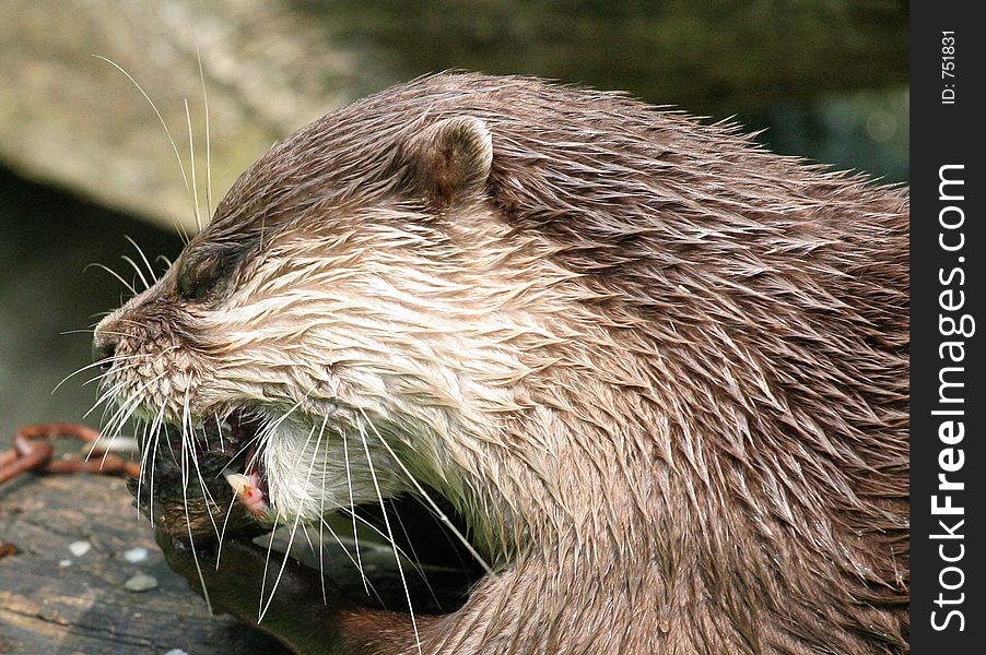 Otter is eating fish