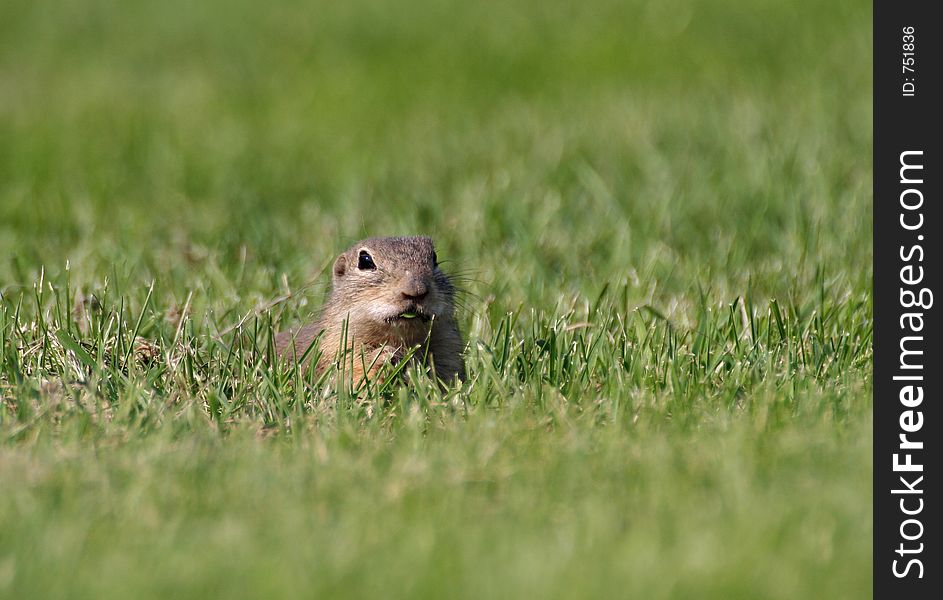 Eating souslik (Spermophilus citellus) on the field