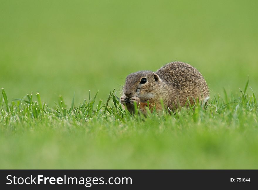 Eating souslik (Spermophilus citellus) on the field