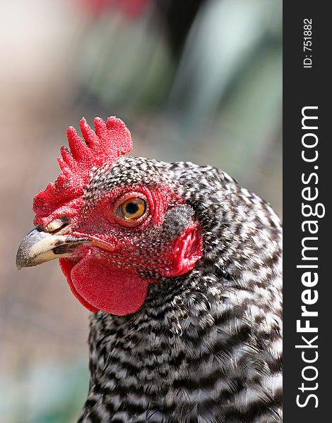 Rooster closeup