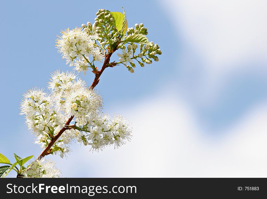 White blossoms - sign of spring. shot against a soft sky with copyspace, limited dof