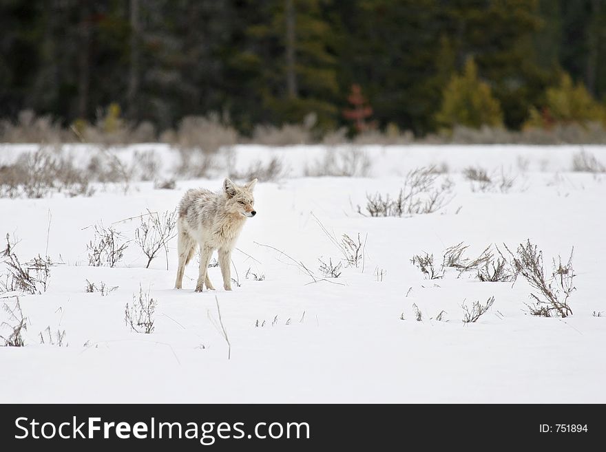 Coyote In Yellowstone