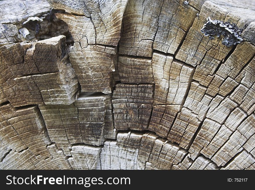 Texture Of Tree Rings, Macro