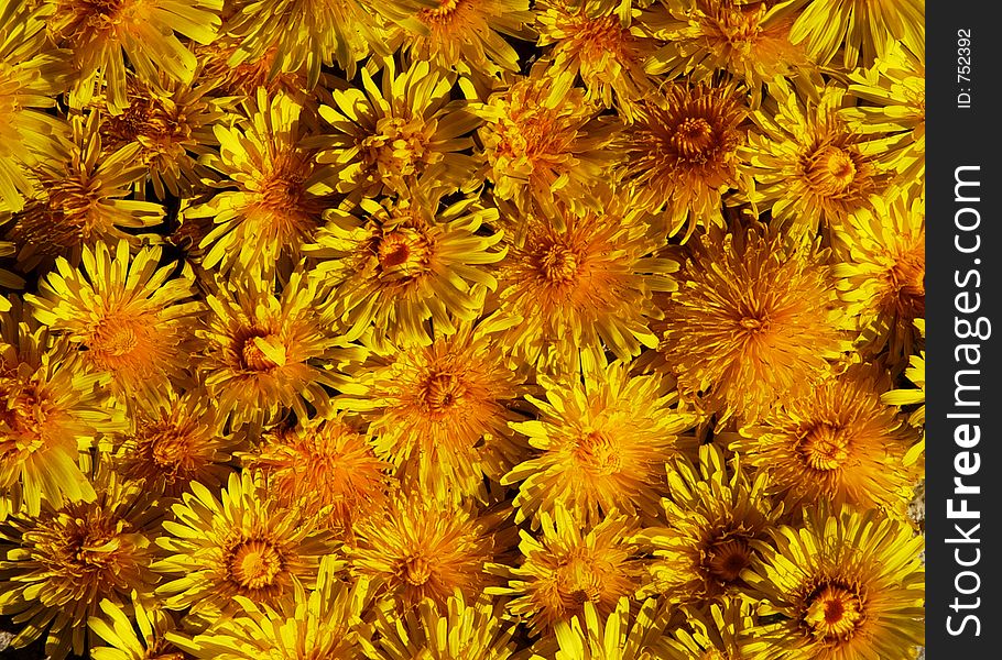 Yellow Flower Heads