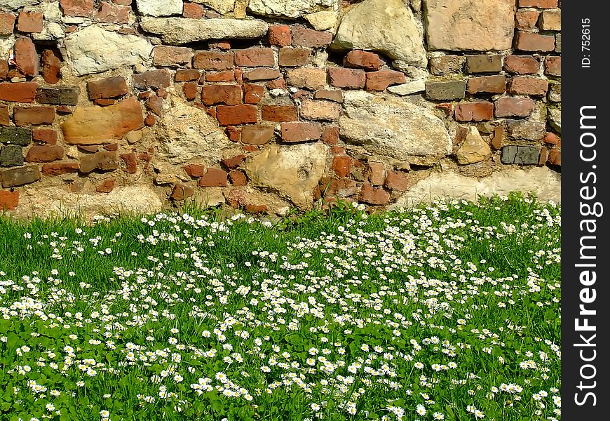 Daisy field with fortress wall in the background