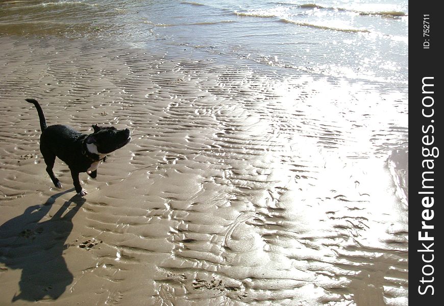 Happy dog running on a beach