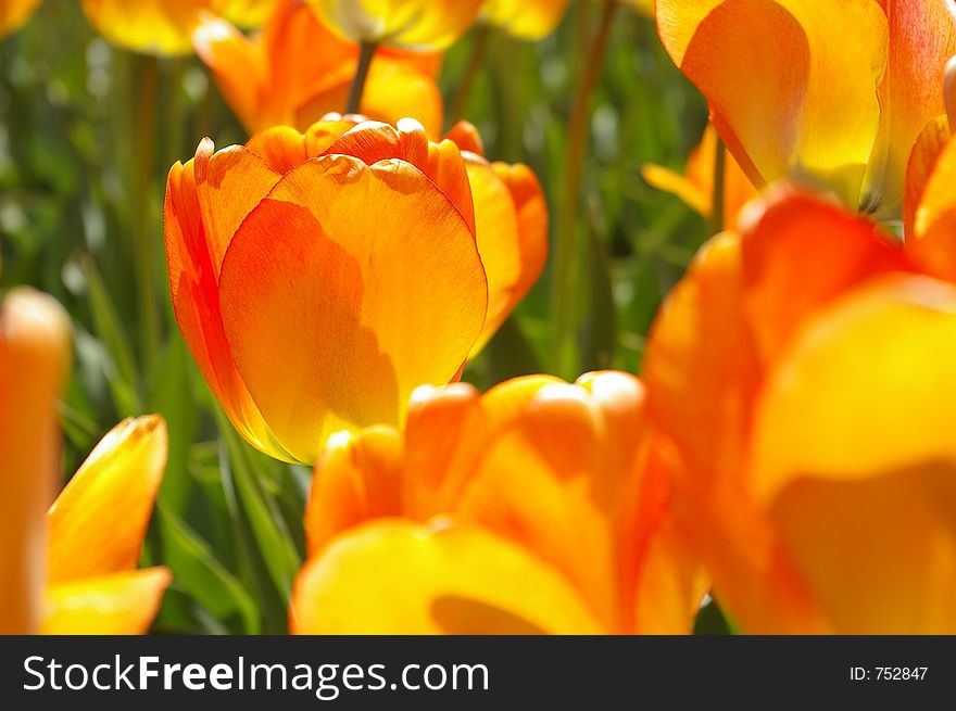A field of bright orange tulips
