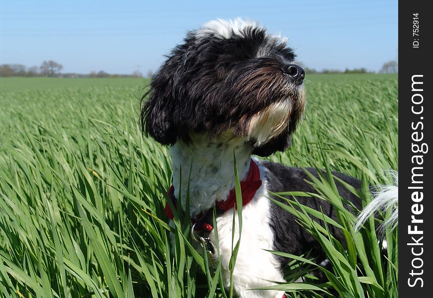 Dog In Field