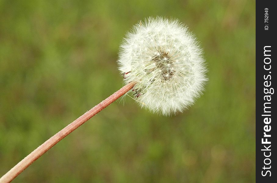 Past blossom blowball