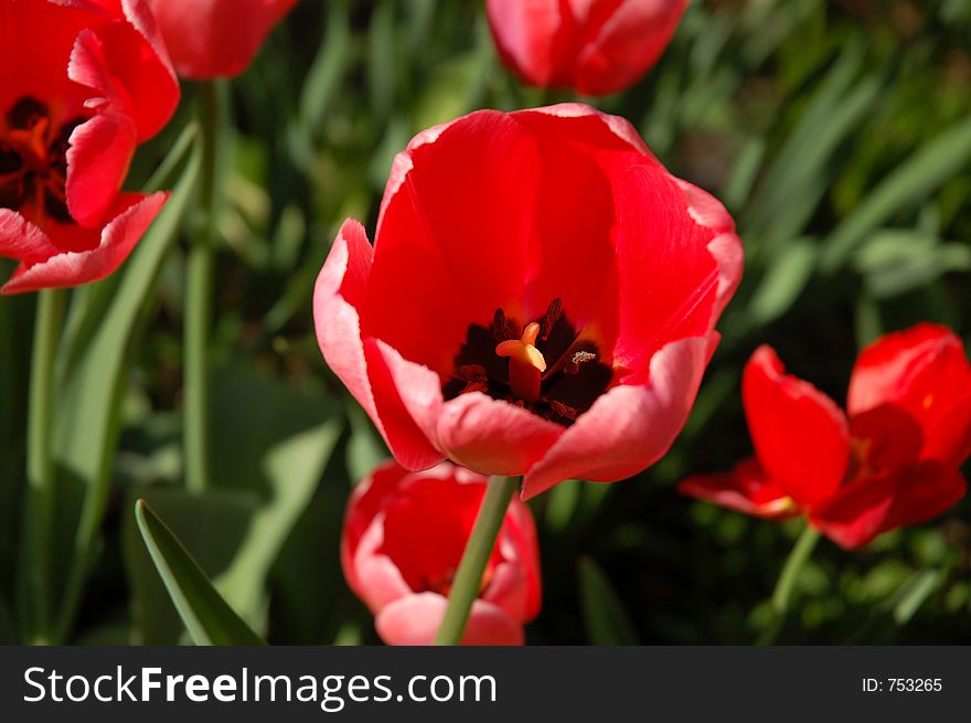 Closeup shot of a pink tulip.