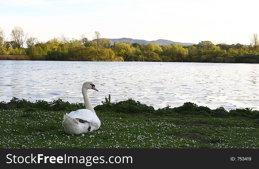 Swan in scottish lake.