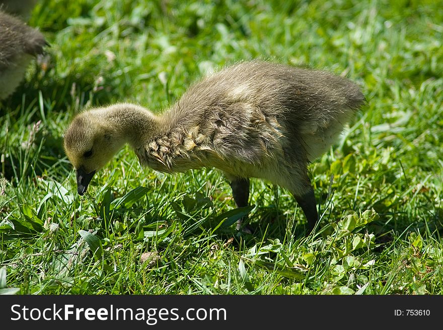 Canadian Goose chick grazing in the grass. Canadian Goose chick grazing in the grass