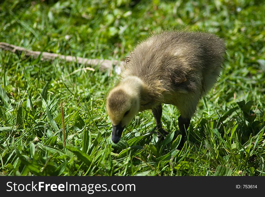 A canadian goose chick grazing in the grass. A canadian goose chick grazing in the grass