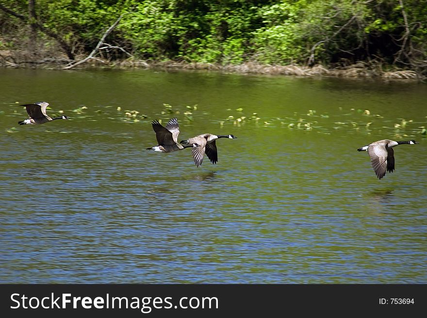 4 Canadian Geese in flight over a pond