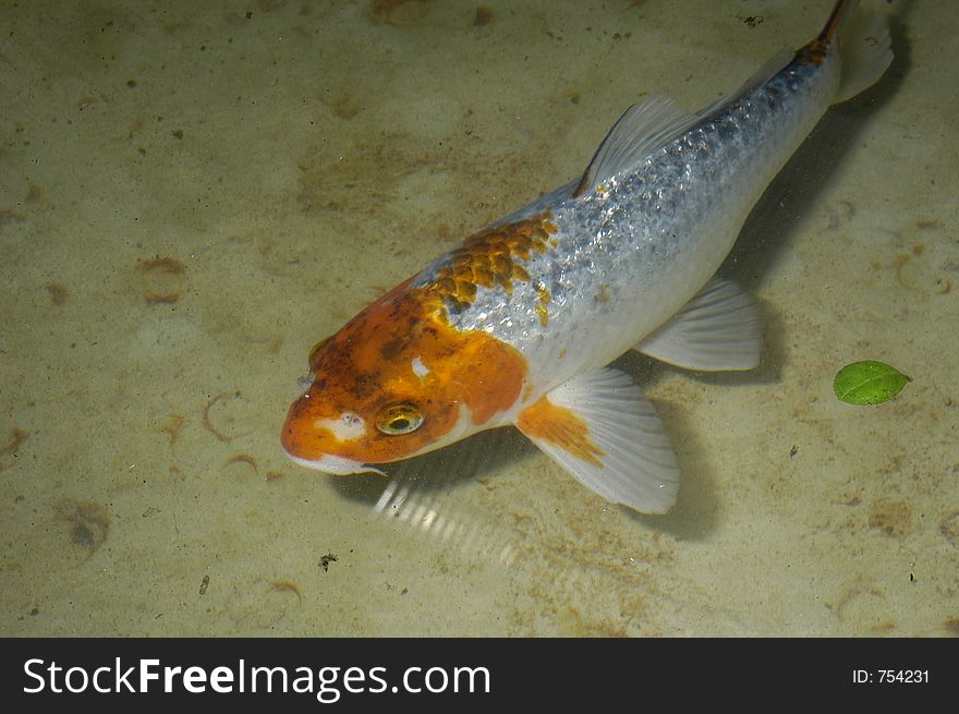 White And Orange Fish