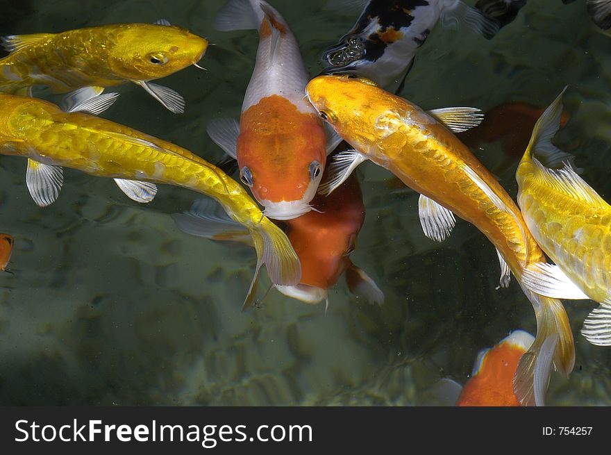 Group of fish of warm colors (yellow, oranges, targets, brown), eating and swimming in a source or suspend. ItÂ´a fountain in forest at west Madrid, Spain. Group of fish of warm colors (yellow, oranges, targets, brown), eating and swimming in a source or suspend. ItÂ´a fountain in forest at west Madrid, Spain