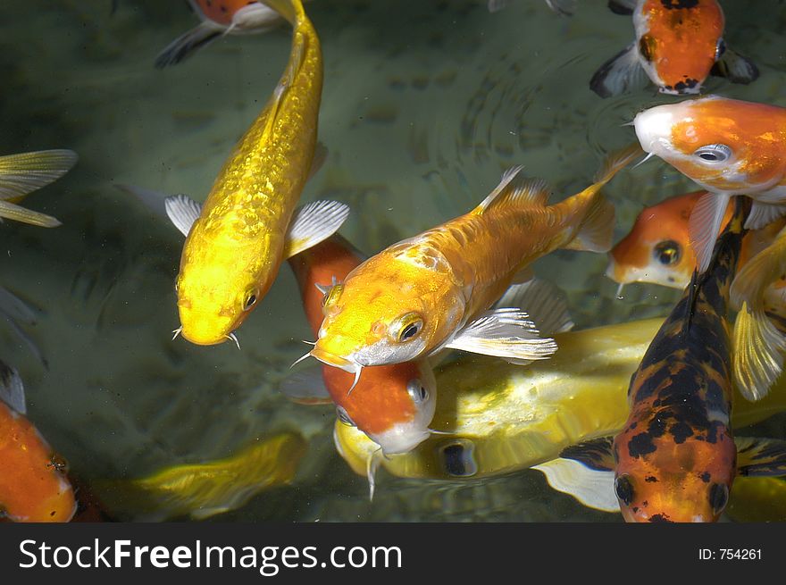 Group of fish of warm colors (yellow, oranges, targets, brown), eating and swimming in a source or suspend. Group of fish of warm colors (yellow, oranges, targets, brown), eating and swimming in a source or suspend.