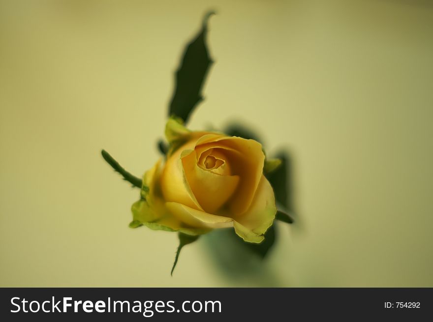 Yellow rose from the top; very shallow depth of field with only the tip in the center in fpocus. Yellow rose from the top; very shallow depth of field with only the tip in the center in fpocus