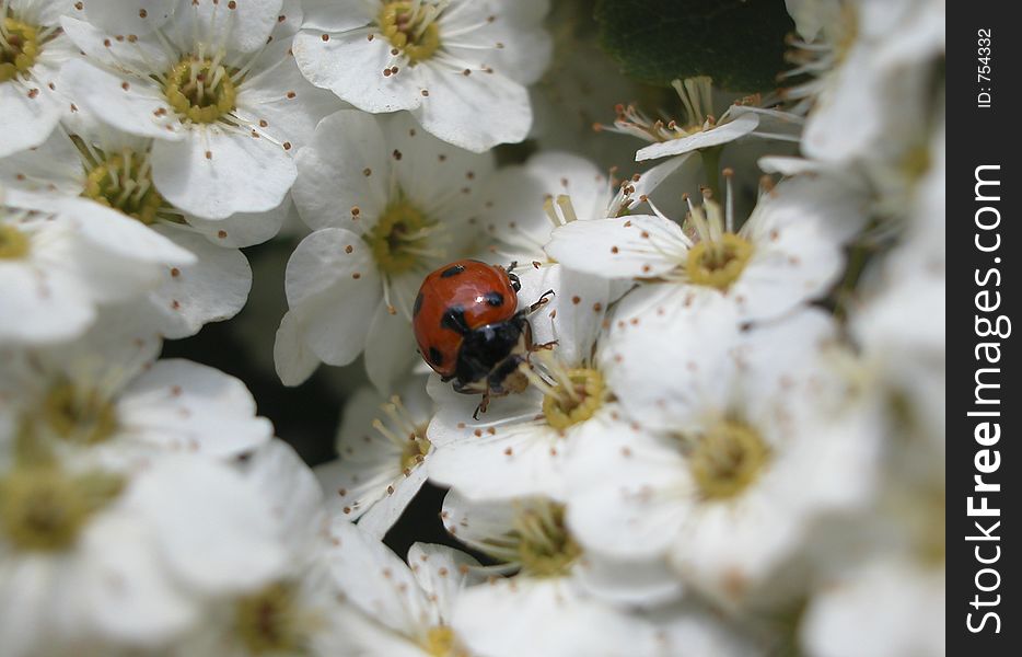 Marry bug. Lady bug. Marry bug. Lady bug.